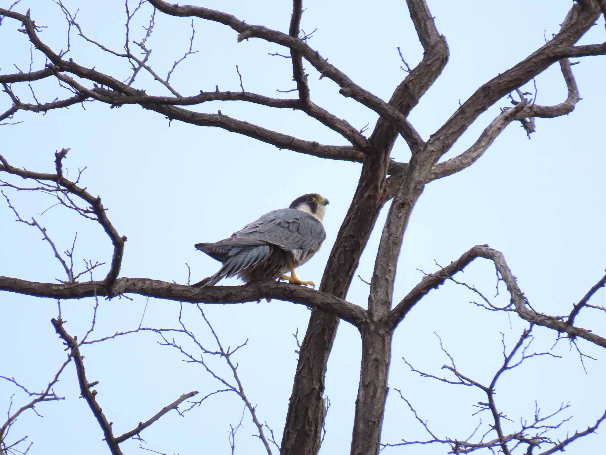 Photo of Peregrine Falcon at 大栗川(多摩川合流地点) by hiroto