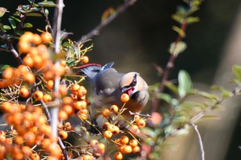 Japanese Waxwing 枚方市 Mon, 2/24/2020