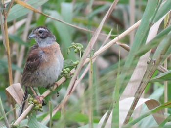 Meadow Bunting 霞ヶ浦 Thu, 11/19/2015