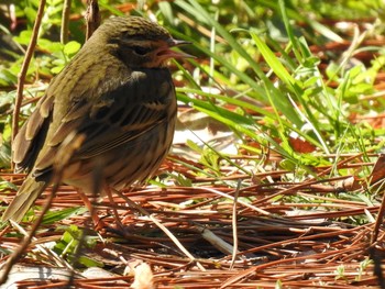 2020年2月24日(月) 京都御苑の野鳥観察記録