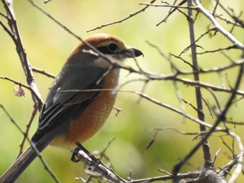 2020年2月24日(月) 高野川、京都の野鳥観察記録