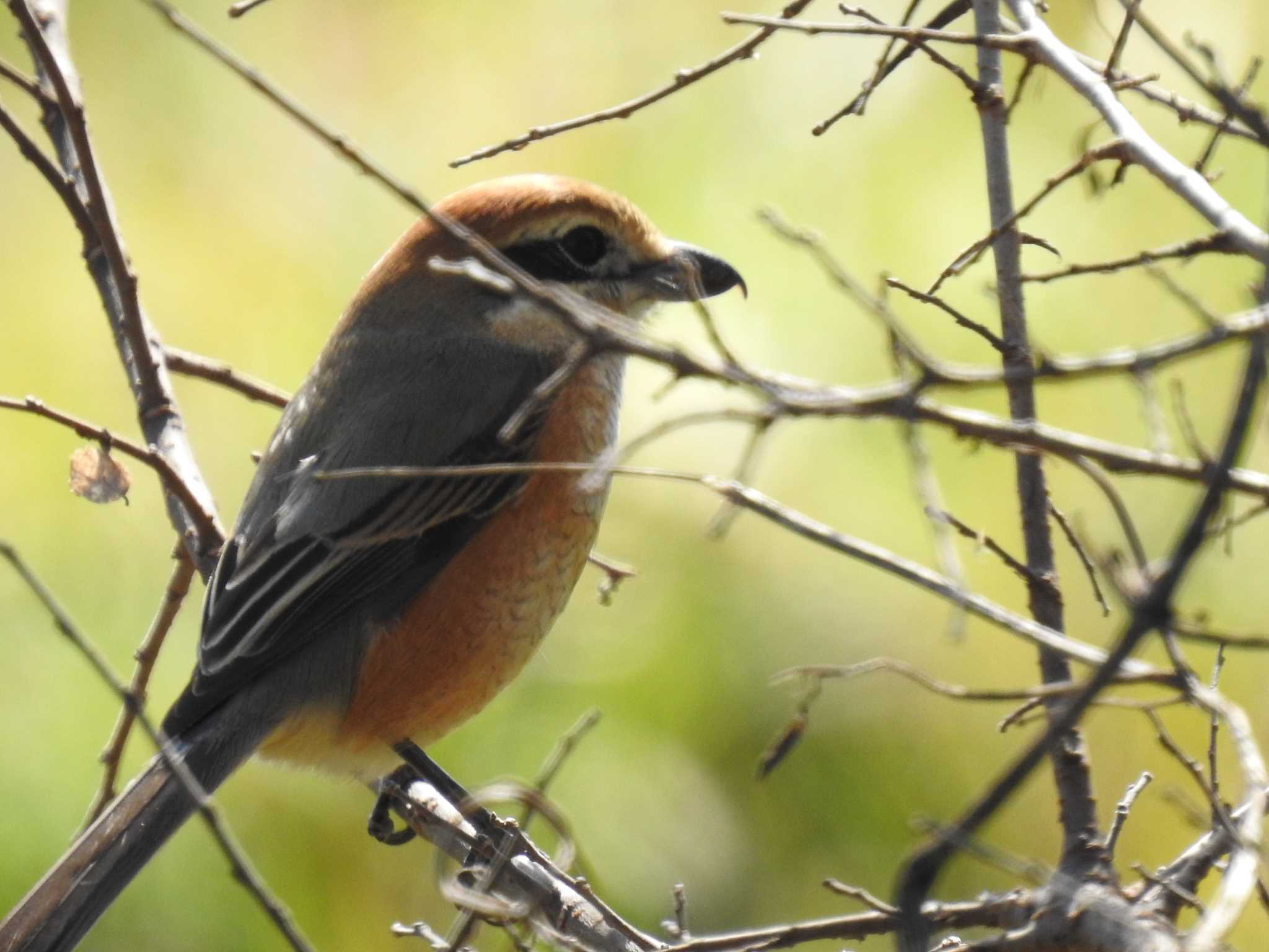 Bull-headed Shrike