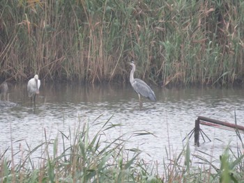 Eurasian Spoonbill 霞ヶ浦 Sun, 8/30/2015