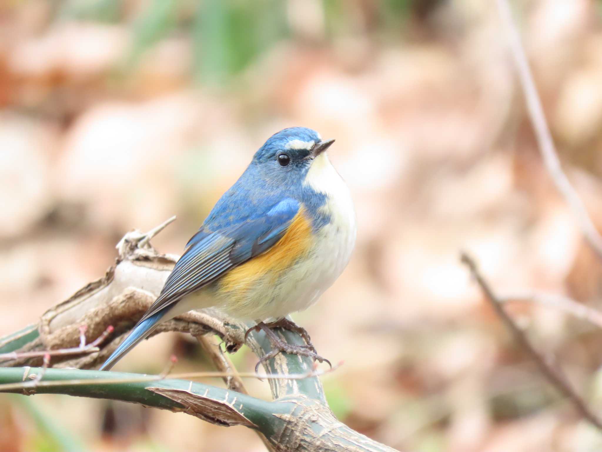 薬師池公園 ルリビタキの写真 by hiroto