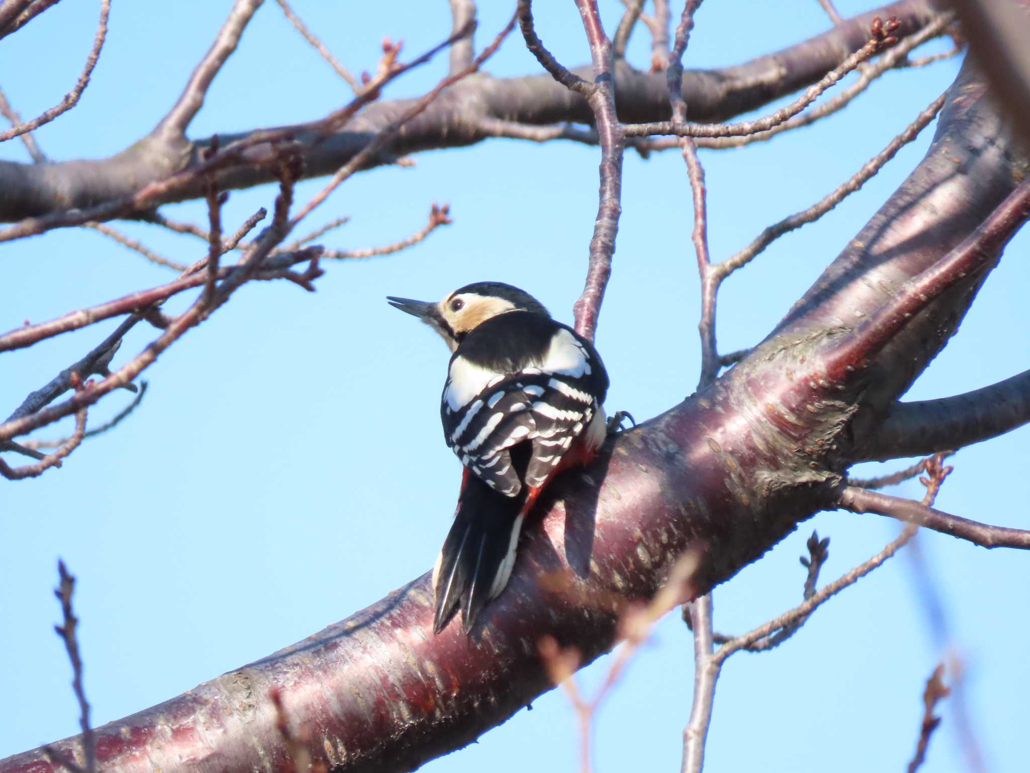 Photo of Great Spotted Woodpecker at Kasai Rinkai Park by hiroto