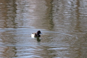 2020年2月24日(月) 井の頭公園の野鳥観察記録