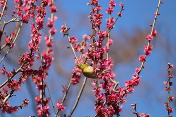 メジロ 井の頭公園 2020年2月24日(月)