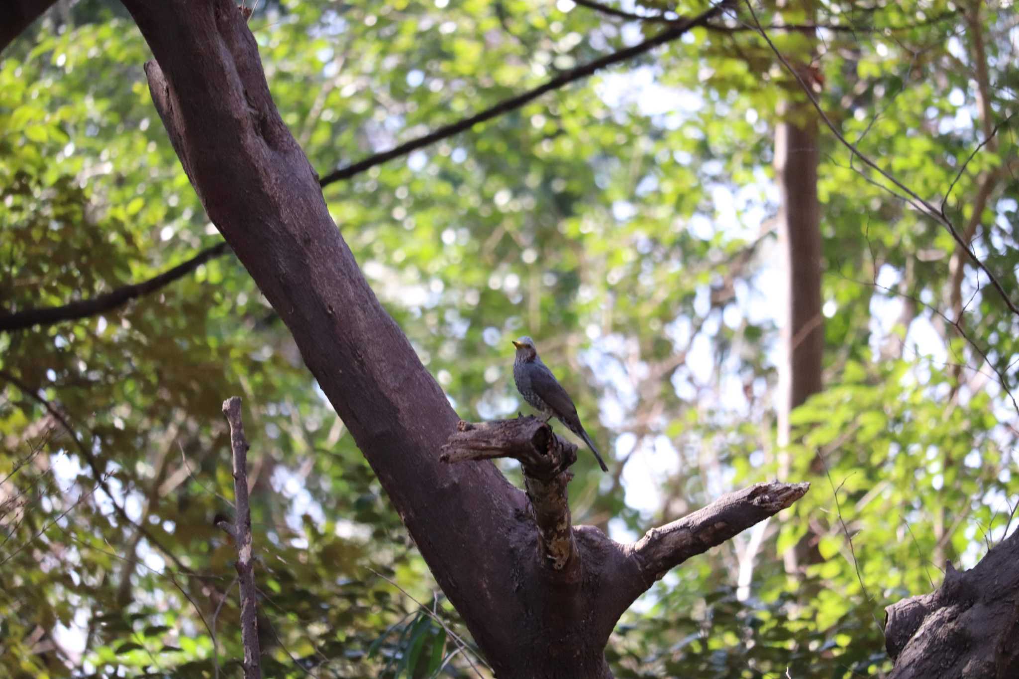 井の頭公園 ヒヨドリの写真 by しんぺいくんさん