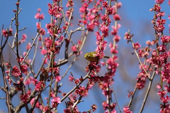 メジロ 井の頭公園 2020年2月24日(月)