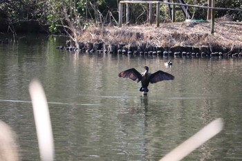 カワウ 井の頭公園 2020年2月24日(月)