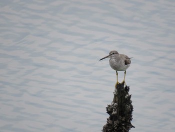 Grey-tailed Tattler Yatsu-higata Thu, 11/19/2015