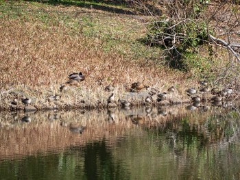 コガモ 座間谷戸山公園 2020年2月24日(月)