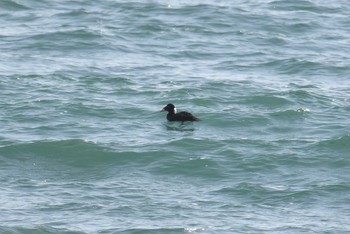 2020年2月24日(月) 神奈川県鎌倉市の野鳥観察記録