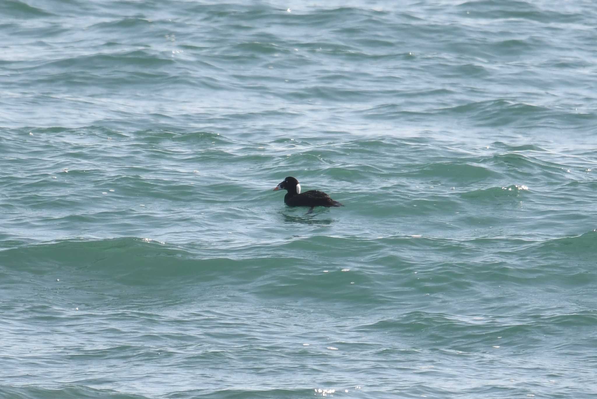 Photo of Surf Scoter at 神奈川県鎌倉市 by あひる