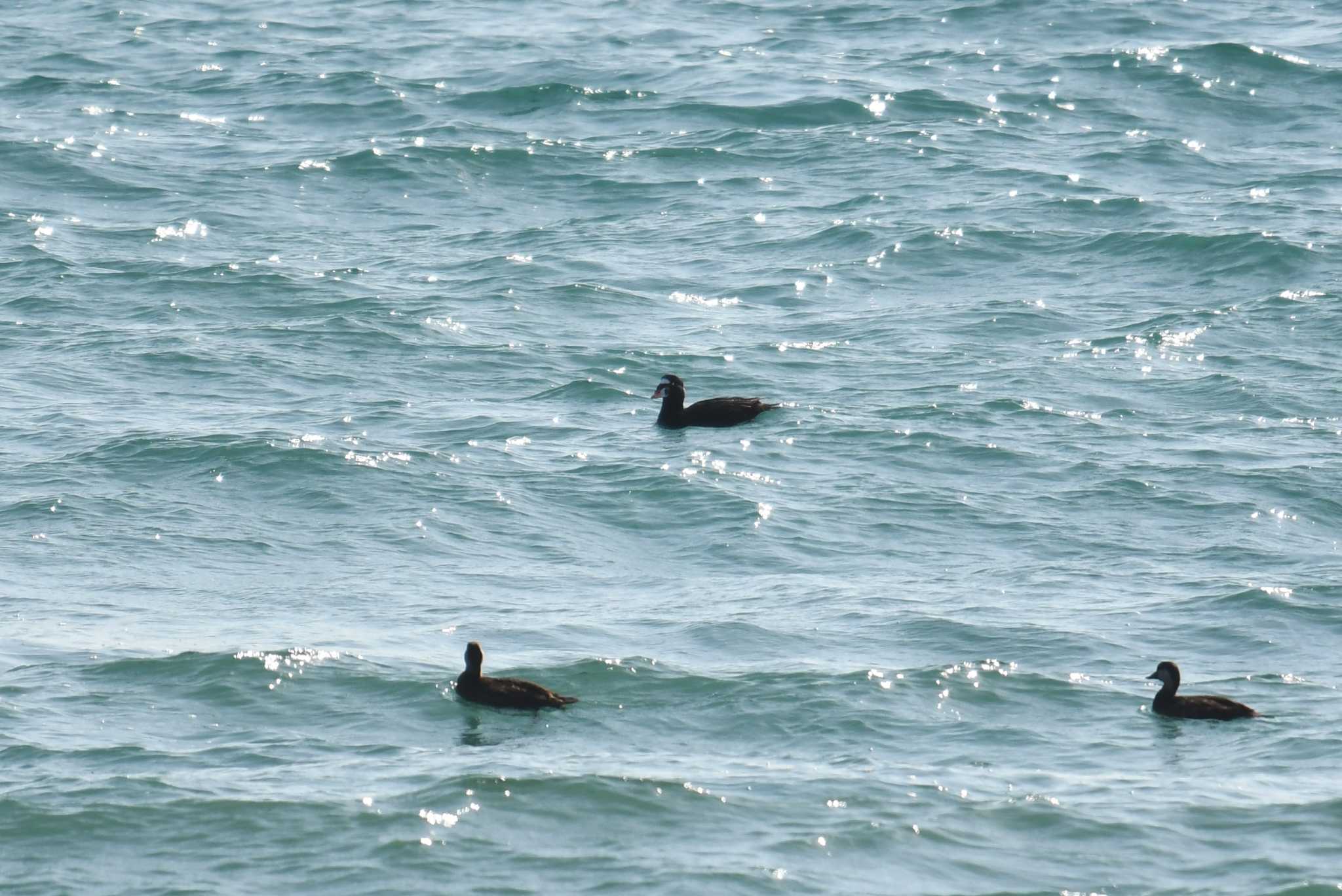 Photo of Surf Scoter at 神奈川県鎌倉市 by あひる