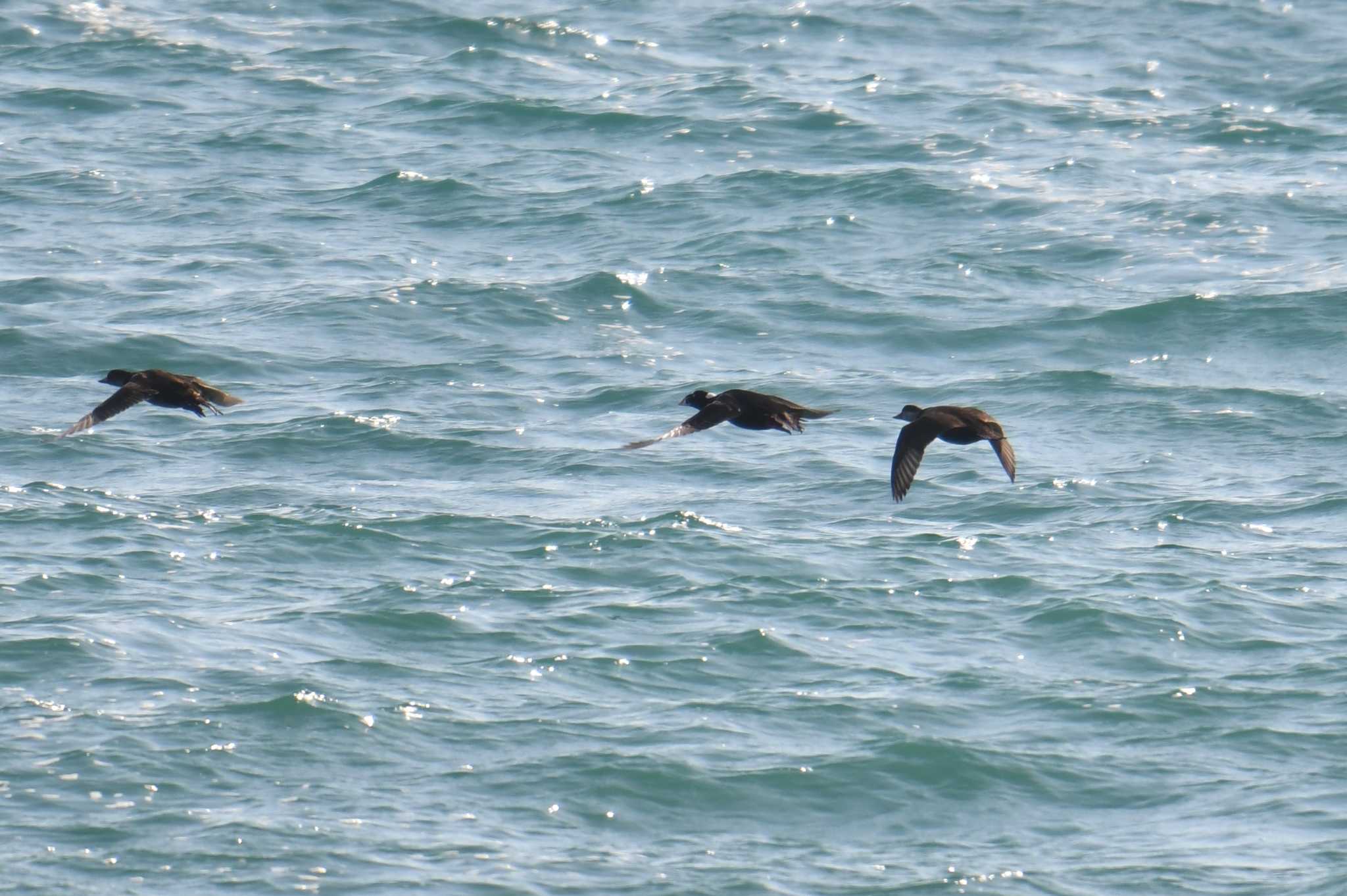 Surf Scoter