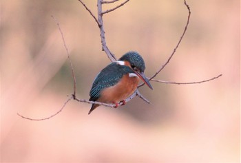 カワセミ 大泉緑地 2020年2月24日(月)