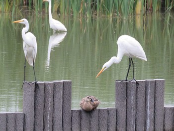 Great Egret 谷津干潟自然観察センター Sun, 9/6/2015