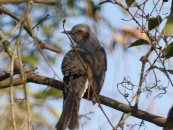 Brown-eared Bulbul 慈眼寺公園 Mon, 2/24/2020