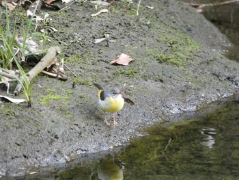 2020年2月24日(月) 慈眼寺公園の野鳥観察記録