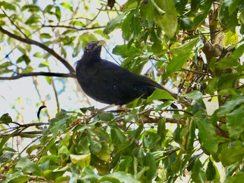 2020年2月14日(金) キャンベラの野鳥観察記録