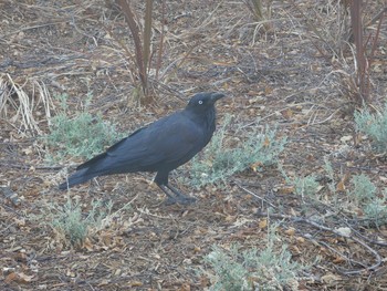 Australian Raven キャンベラ Tue, 2/4/2020