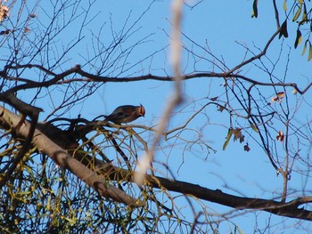 Japanese Waxwing Higashitakane Forest park Mon, 2/24/2020