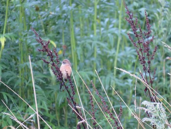 Amur Stonechat 八雲温泉 Tue, 9/15/2015