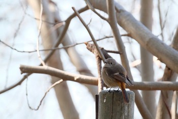 2020年2月24日(月) 東京都大田区の野鳥観察記録