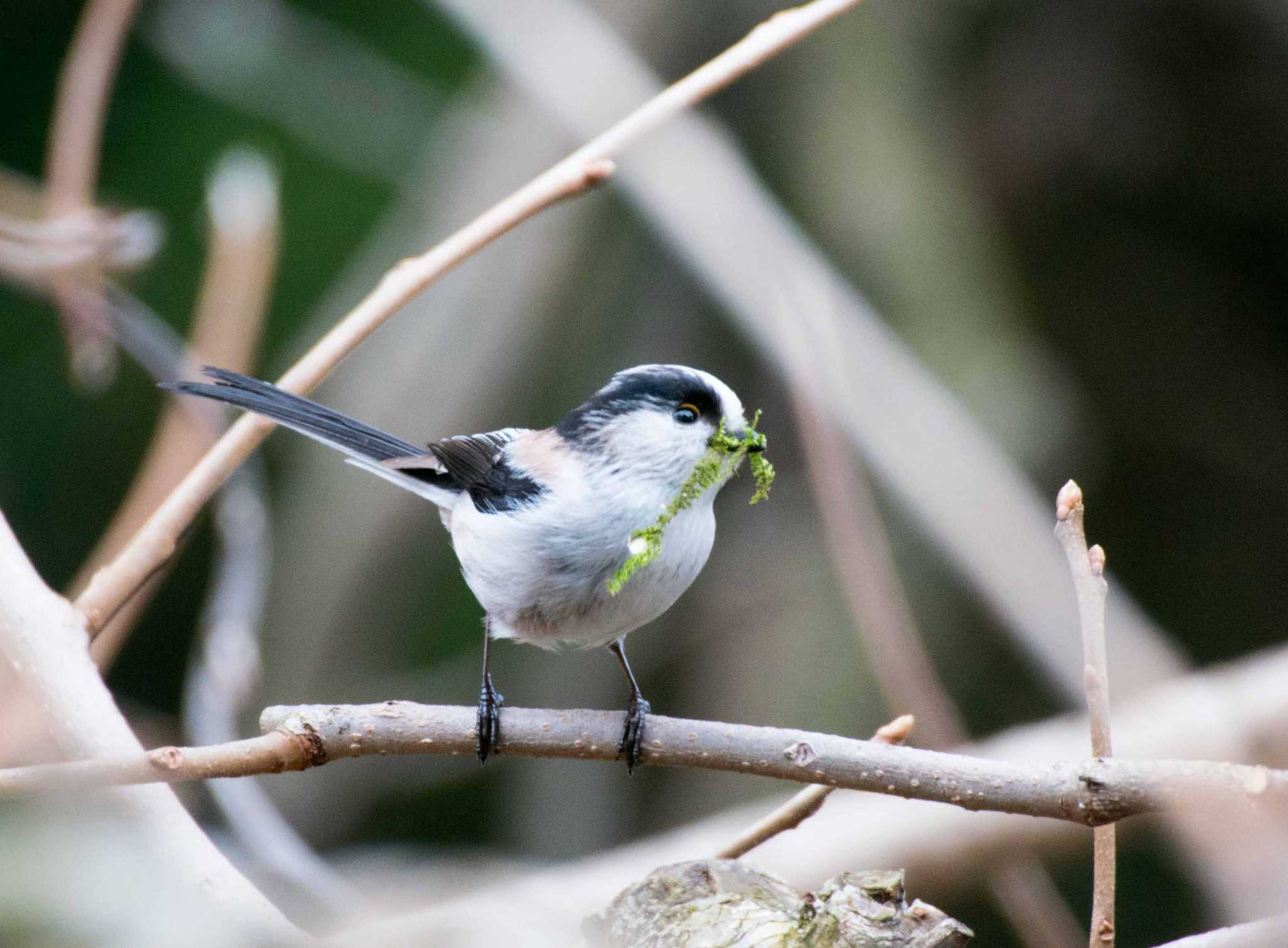 Photo of Long-tailed Tit at 新潟市 by ひたきや