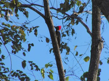 Pale-billed Woodpecker