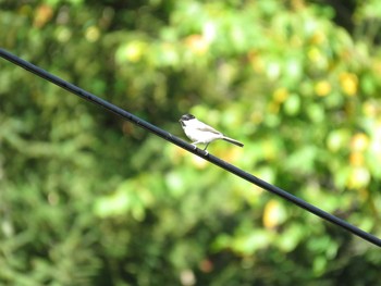 Marsh Tit 八雲温泉 Tue, 9/15/2015