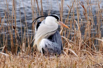 Grey Heron 上堰潟公園 Sat, 2/15/2020