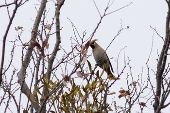 2020年2月22日(土) 東高根森林公園の野鳥観察記録