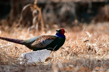 Green Pheasant 八ヶ岳 Sun, 2/23/2020