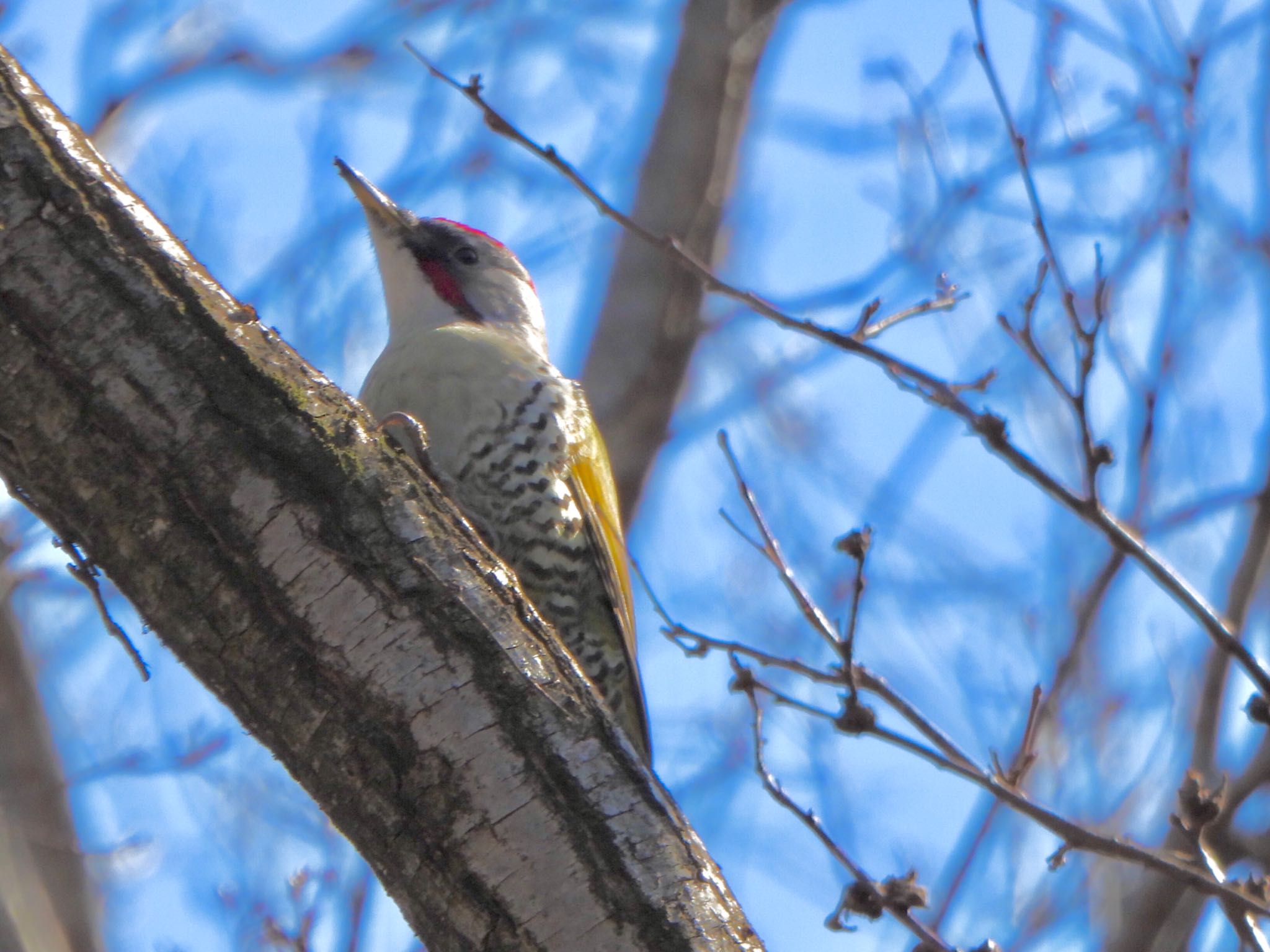 Photo of Japanese Green Woodpecker at 赤城山 by なおんなおん