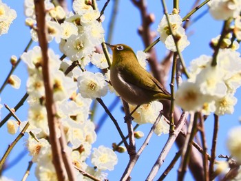 Warbling White-eye Showa Kinen Park Sun, 2/23/2020