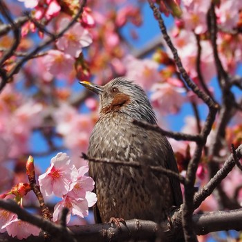 Brown-eared Bulbul 新宿 Mon, 2/24/2020