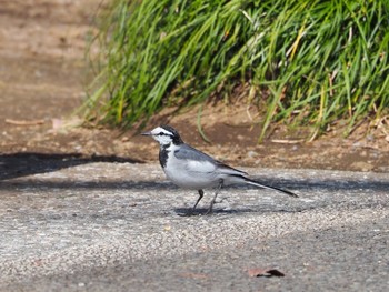 White Wagtail 新宿 Mon, 2/24/2020