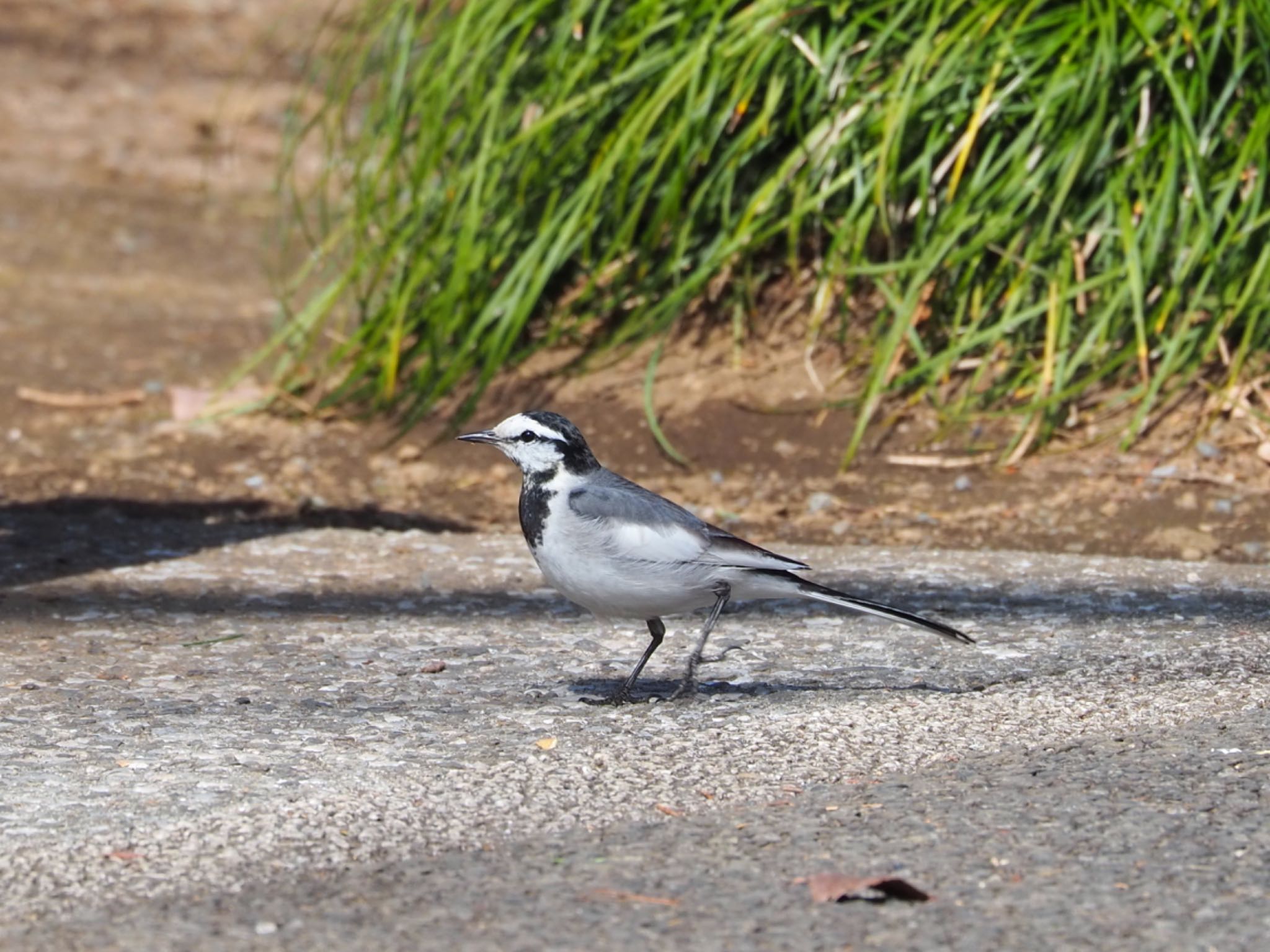Photo of White Wagtail at 新宿 by Enaga chan