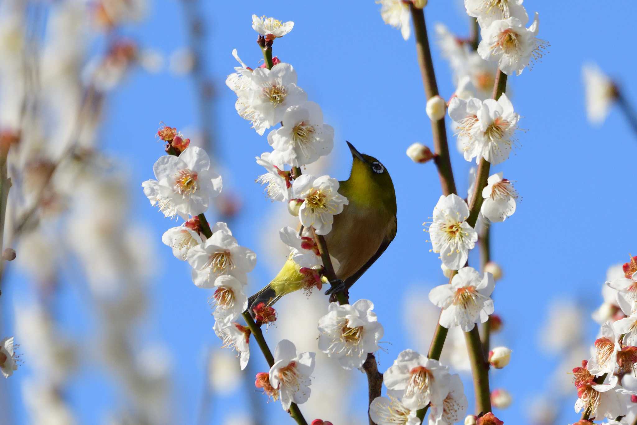 葛西臨海公園 メジロの写真 by ゆう