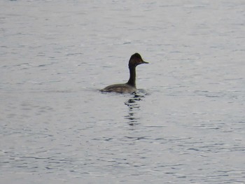 Black-necked Grebe Lake Toya (Toyako) Wed, 9/16/2015