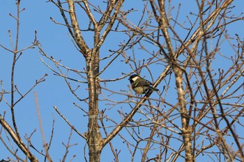 Mon, 2/24/2020 Birding report at Arima Fuji Park