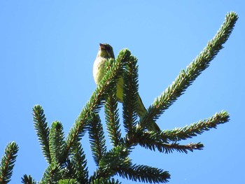 Masked Bunting Lake Toya (Toyako) Wed, 9/16/2015