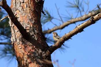 Japanese Pygmy Woodpecker Arima Fuji Park Mon, 2/24/2020