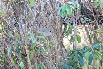 Japanese Bush Warbler Arima Fuji Park Mon, 2/24/2020