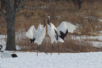 タンチョウ 鶴見台 2019年2月11日(月)