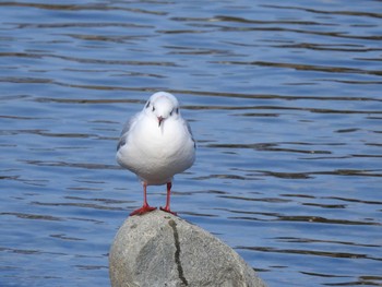 ユリカモメ 広瀬川 2020年2月24日(月)