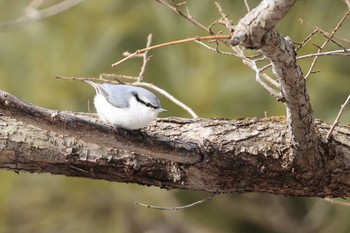 ゴジュウカラ 北大研究林(北海道大学苫小牧研究林) 2020年2月24日(月)