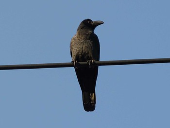 Large-billed Crow 神奈川県川崎市 Mon, 2/24/2020